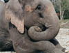 elephant-sitting