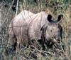 rhino3